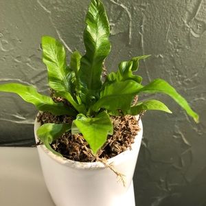 Meet your Posher, Michael